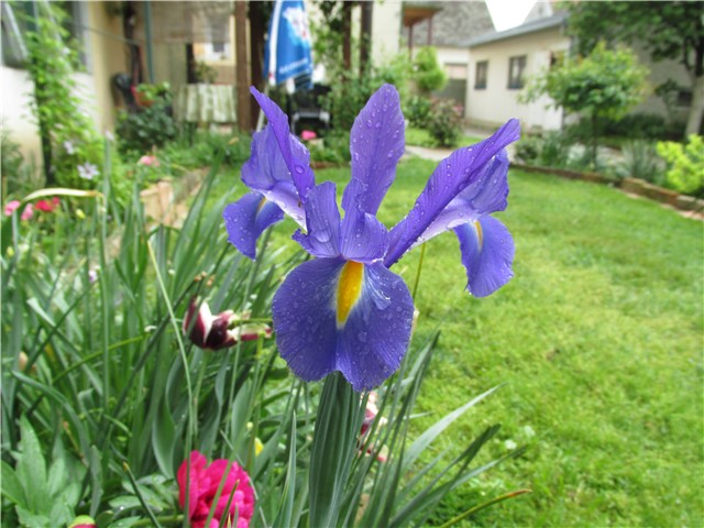 plavi iris